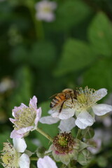 bee on a flower