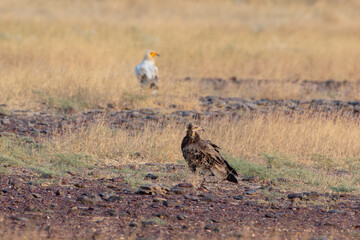 Egyptian vulture or Neophron percnopterus at desert national park in Rajasthan