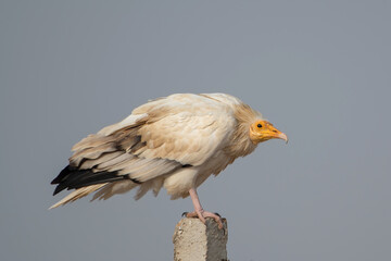 Egyptian vulture or Neophron percnopterus at desert national park in Rajasthan