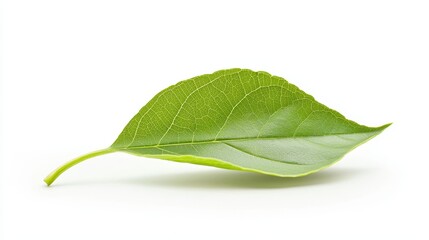 Obraz premium An elegant, single leaf with a smooth surface and subtle curves, isolated on a bright white background.