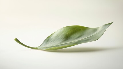 Fototapeta premium An elegant, single leaf with a smooth surface and subtle curves, isolated on a bright white background.