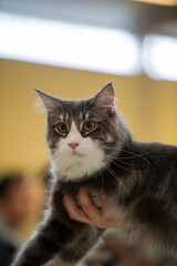 Maine Coon Katze auf einer Katzen Show