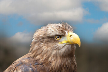 Portrait d'oiseau Pygargue à queue blanche appelé aussi grand aigle de mer en gros plan de profil