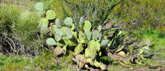 Prickly Pear Cactus Sonora Desert Arizona