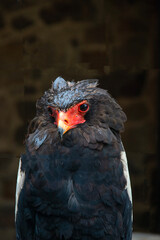 Portrait d'oiseau Bateleur des savanes en gros plan de face