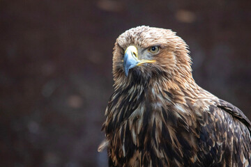 Portrait d'oiseau Aigle impérial en gros plan de face