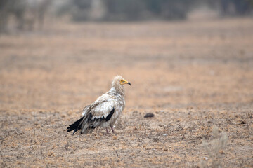 Egyptian vulture or Neophron percnopterus, at Jorbeer in Rajasthan, India