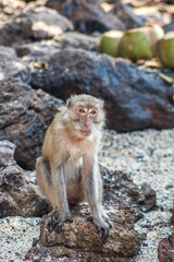 japanese macaque sitting on the stone