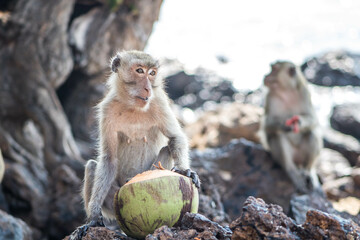 japanese macaque in the zoo