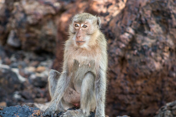 portrait of a macaque