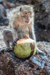 portrait of a baboon