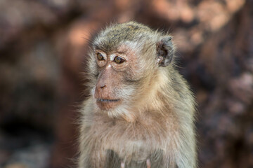 japanese macaque sitting on the ground
