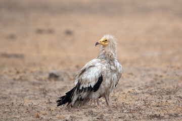 Egyptian vulture or Neophron percnopterus, at Jorbeer in Rajasthan, India