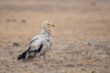 Egyptian vulture or Neophron percnopterus, at Jorbeer in Rajasthan, India