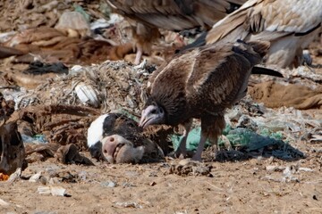Egyptian vulture or Neophron percnopterus, at Jorbeer in Rajasthan, India