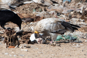Egyptian vulture or Neophron percnopterus, at Jorbeer in Rajasthan, India