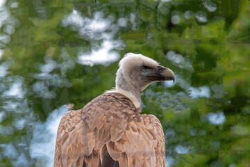Portrait d'oiseau Vautour fauve en gros plan de profil