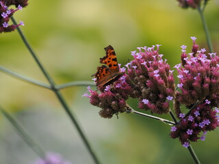 Schmetterling im Herbst