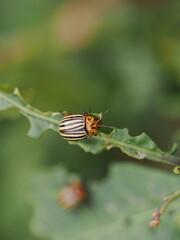 Kartoffelkäfer