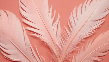 Fototapeta premium Soft pink feathers texture background Swan Feather 9