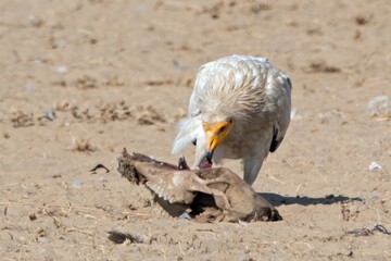 Egyptian vulture or Neophron percnopterus, at Jorbeer in Rajasthan, India
