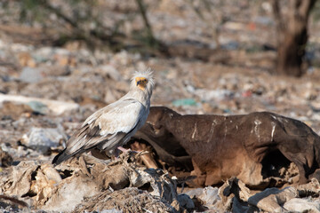 Egyptian vulture or Neophron percnopterus, at Jorbeer in Rajasthan, India