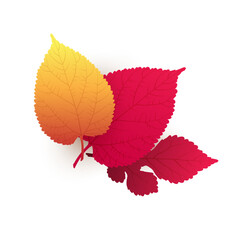 Three Various Red, Brown and Golden Autumn Fallen Tree Leaves on White Background - Isolated Design Template in Editable Vector Format