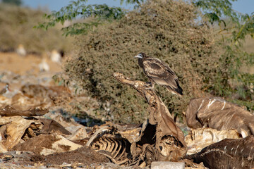 Egyptian vulture or Neophron percnopterus, at Jorbeer in Rajasthan, India