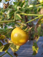 A fresh yellow Tomato on a tree
