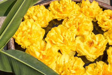 yellow flower close up