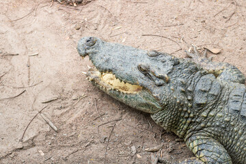 alligator in the everglades