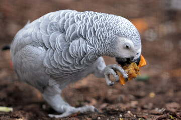  Perroquet jaco ou le gris du Gabon