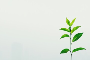 Fototapeta premium A single green plant against a foggy background, symbolizing growth and resilience.