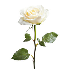Elegant white rose with green leaves, isolated on transparent cutout background