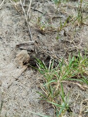 Green grass in the park background