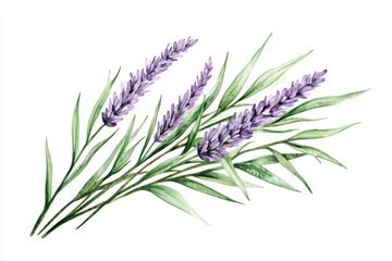 Fototapeta premium Lavender flower with green stems on a white isolated background.