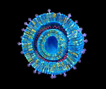 Cationic lipoplexe structure. Cationic lipoplexes are one type of Lipid Nanoparticles (LNPs) used for gene delivery. Nucleic acids intercalated between the lipid bilayers. 3d illustration