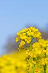 春の風景　青空と菜の花　