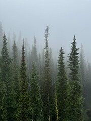 Fototapeta premium Fog in the forest