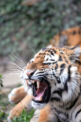 Le feulement du tigre du Bengale montrant toutes ses canines
