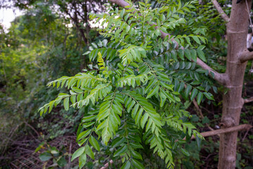 The curry tree (Murraya koenigii) or curry leaf tree. Curry berry leaf tree with green leaves background