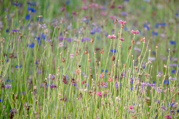 flowers in the field