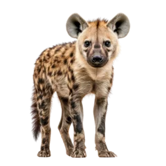 Realistic illustration of a hyena standing confidently