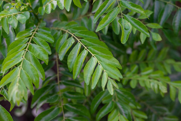 The curry tree (Murraya koenigii) or curry leaf tree. Curry berry leaf tree with green leaves background