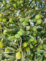 Olive tree branches loaded with ripe fruit