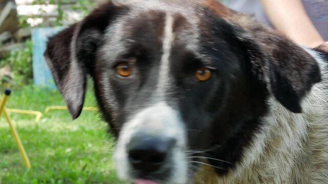The muzzle of a large mongrel dog with black and white spots, with a sad, plaintive look, looks into the frame with yellow eyes. The ears are hanging, one ear is torn. An animal shelter.