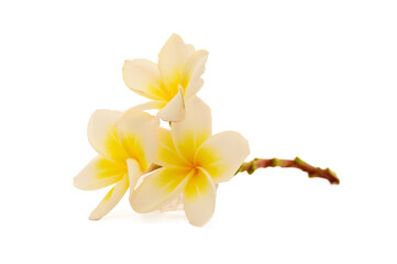 frangipani flowers isolated on white.