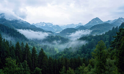 Obraz premium Evergreen forest covering mountains under foggy sky