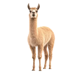 Gordijnen Realistic illustration of a standing llama © Foxgrafy