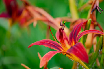 Close up of lilies and yellow flowers in the field